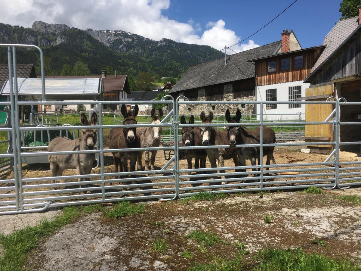 Wengerwirt Zur Laube Bed & Breakfast Weng im Gesause Luaran gambar